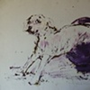 Perro