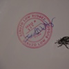 Bubu Negron