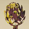 Jeanne Lam