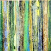 saguaro ribs II