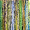 saguaro ribs III