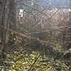 colour & light in the woods - 8