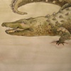 croc