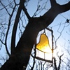 colour & light in the woods