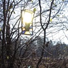 colour & light in the woods - 7