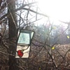 colour & light in the woods - 9