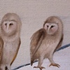 untitled (owls diptych - detail)