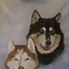 two huskies