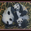 Bamboo