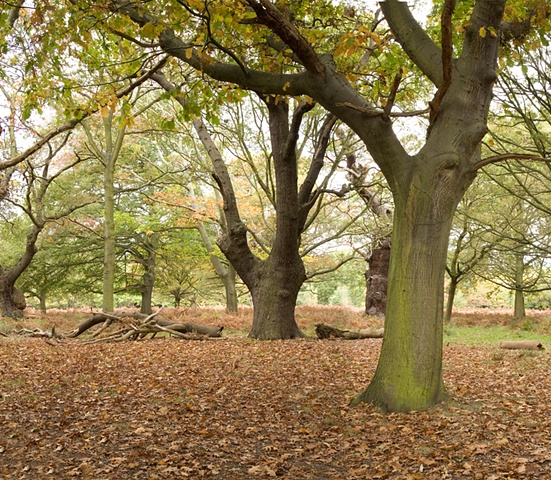Richmond Park