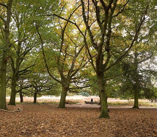 Richmond Park