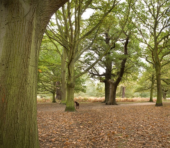 Richmond Park
