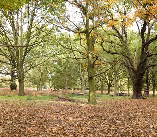 Richmond Park
