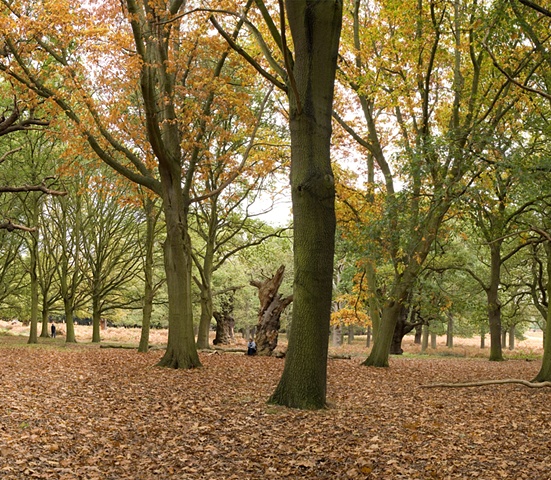 Richmond Park