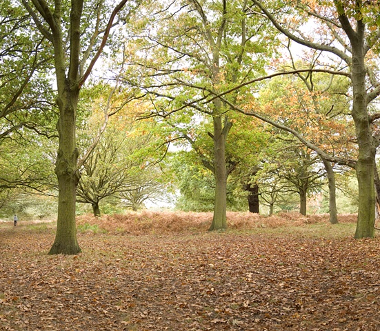 Richmond Park