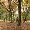 Richmond Park