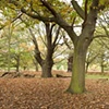 Richmond Park