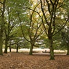 Richmond Park