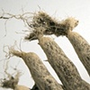 Sowing Thorn Apples
