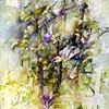 Clematis