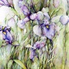 Irises