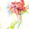 Flower Study: peony 1