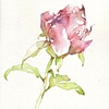 Flower Study: peony 3