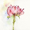 Flower Study: peony 2