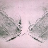 Bra Triptych