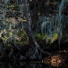Caddo Lake Shoreline