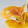 Nasturtium Ring