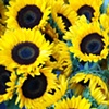 Have a Sunny Sunflower Day