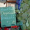Beautiful Organic Broccoli