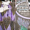 Pretty Lavendar