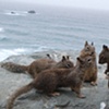 Fighting Squirrels by the Water