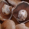 Mushrooms Anyone? 