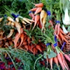 A Nice Looking Bunch of Carrots