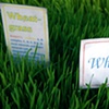 Very Green Wheatgrass