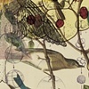 "Bird Wing and Alligator"