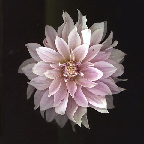 dahlia-pink