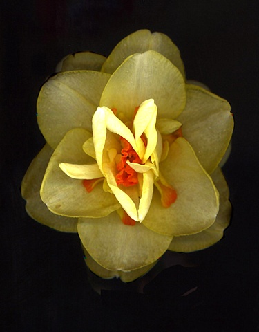 double daffadil