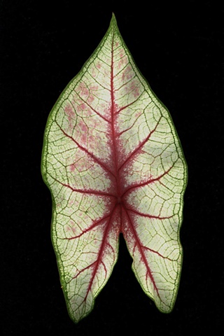 caladium 1