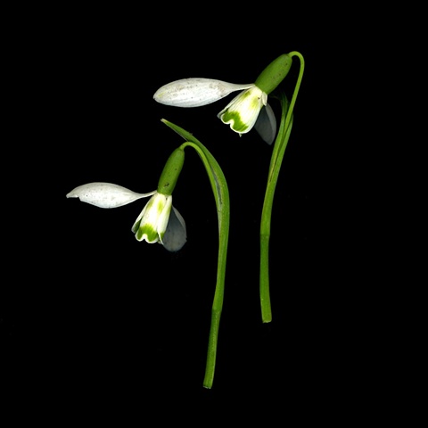 praying snowdrops