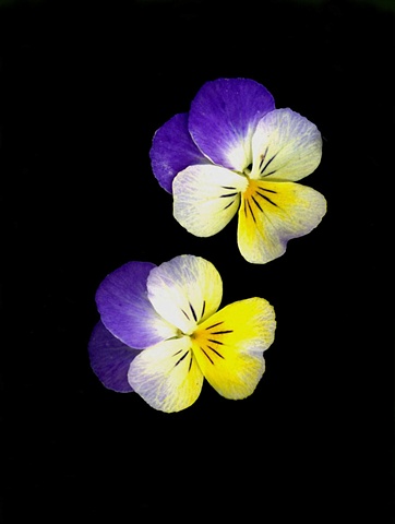 pansy - 2