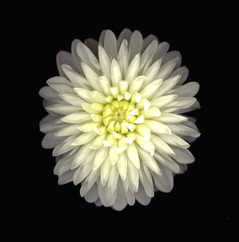dahlia-white