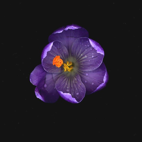 crocus - purple
