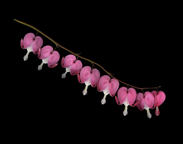 bleeding hearts