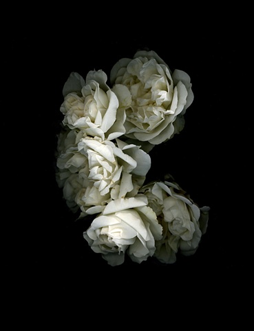 dying roses