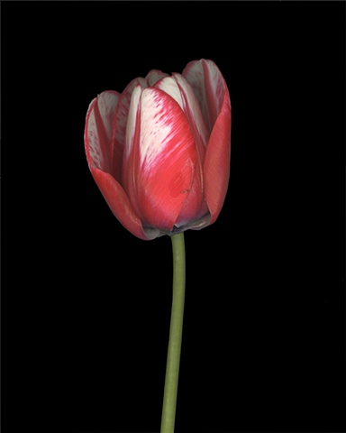 red and white tulip