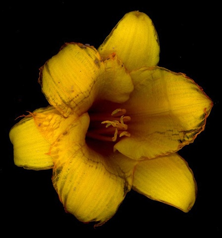 daylily-yellow.1